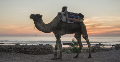Essaouira: Maravillas costeras y la tranquilidad de una ciudad amurallada